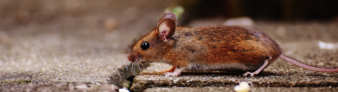 Roedores Como controlar com uma Dedetizadora ?  24 HORAS